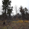Burn Area