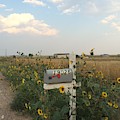 Flowers For the Post