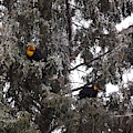 Pair of Yellow Headed Black Birds