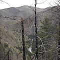 River through the Trees