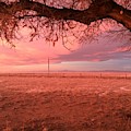 Sunrise Under the Tree