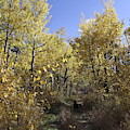 The Aspen Trail